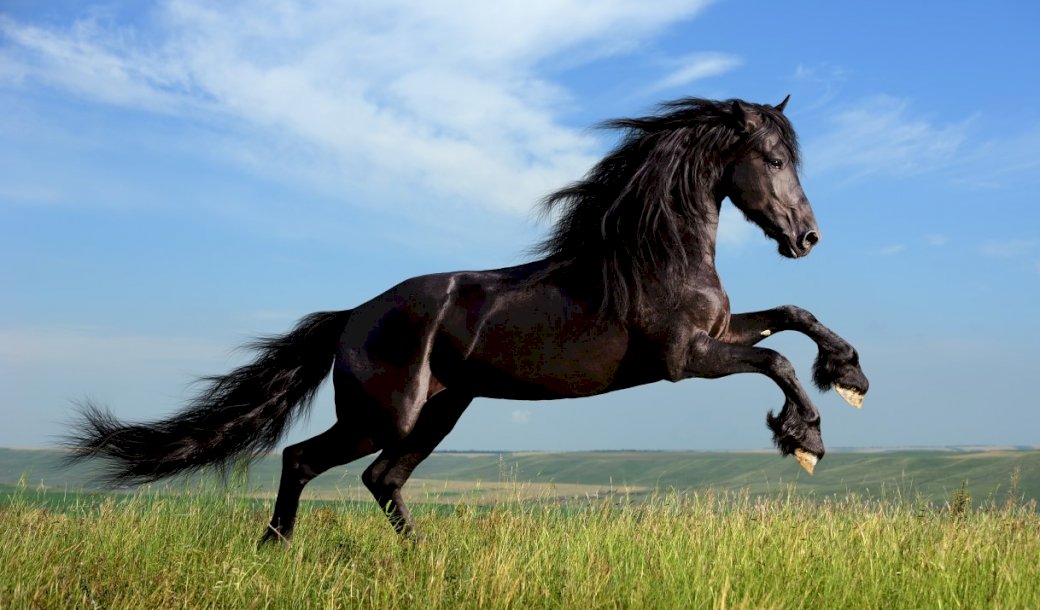 Cavalo preto, prado puzzle online