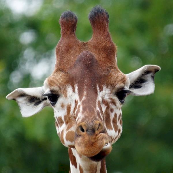 Beauval giraff Pussel online