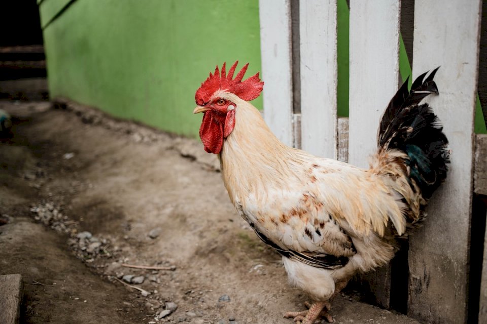 Les poulets sont des amis pas de la nourriture puzzle en ligne