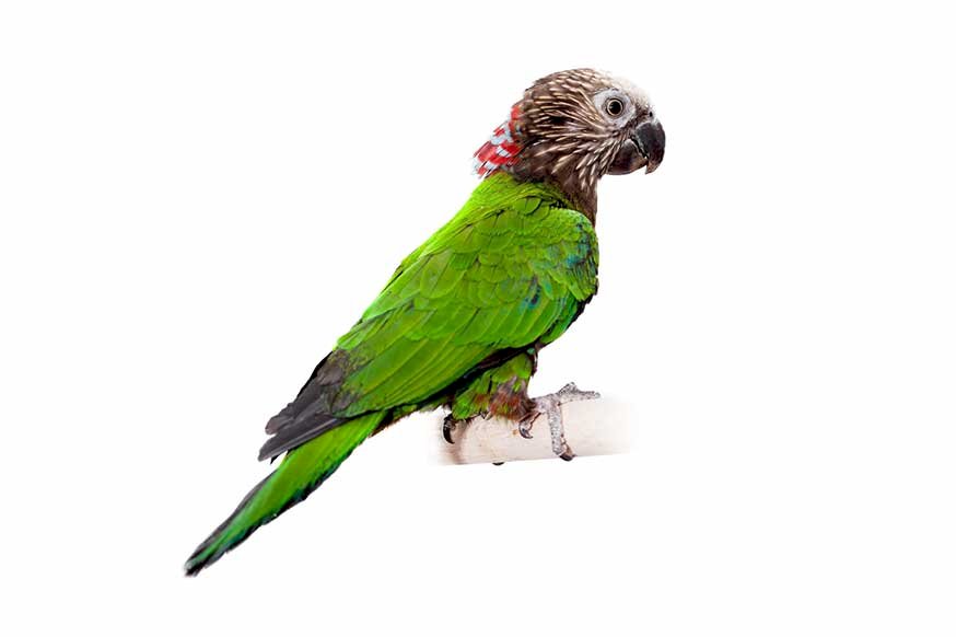 Каптурниця, яструбоголовий папуга онлайн пазл