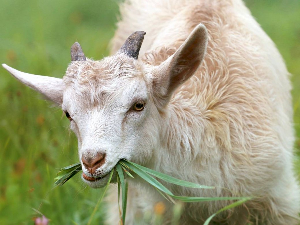 Goat in the meadow jigsaw puzzle online
