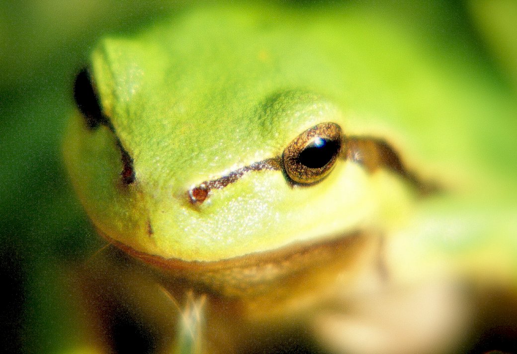Tree frog online puzzle