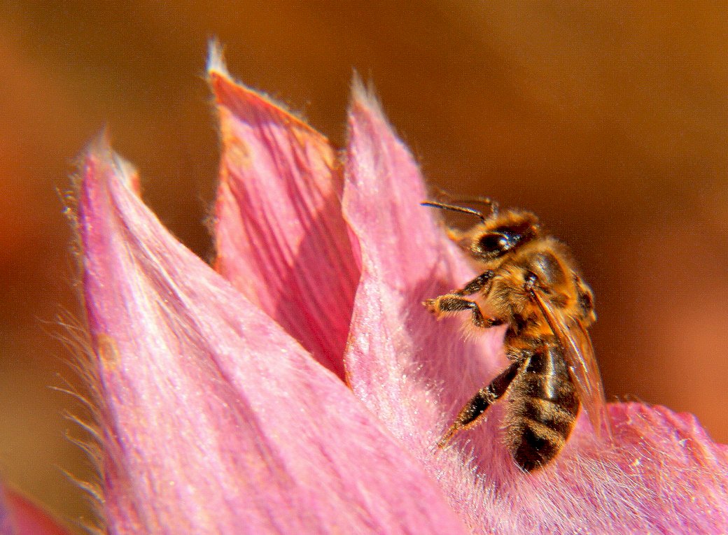Květiny, včely, zahradní online puzzle