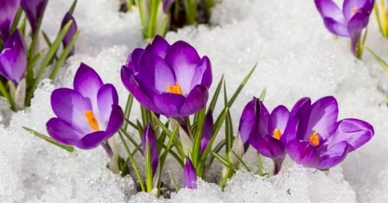 flores da primavera quebra-cabeças online