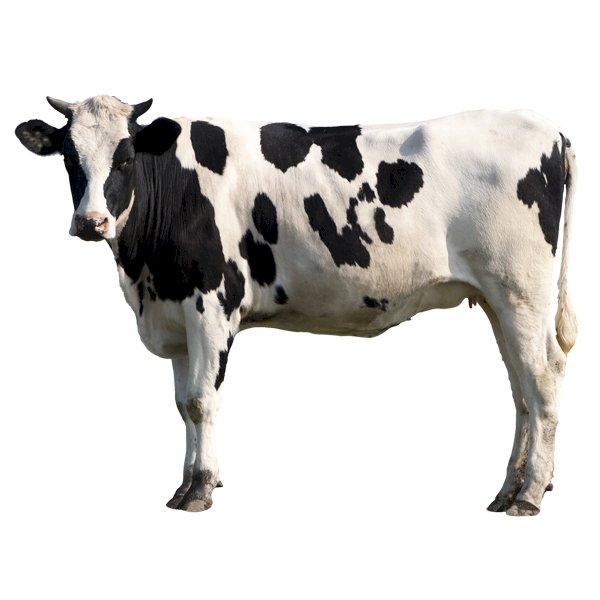 白い背景の牛 ジグソーパズルオンライン