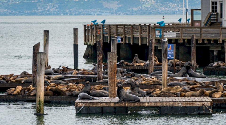 Seelöwen faulenzen auf dem Dock Puzzlespiel online