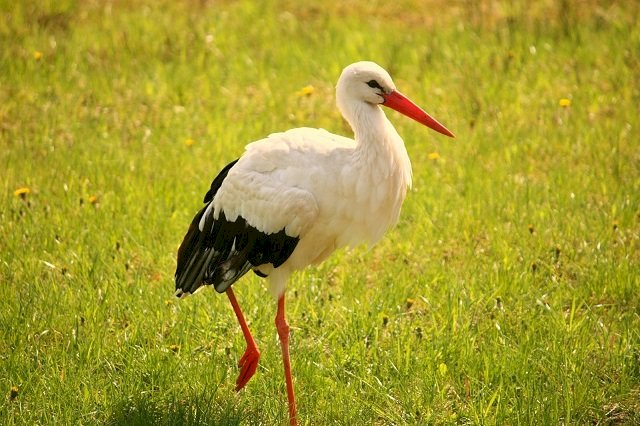 Stork in the meadow online puzzle