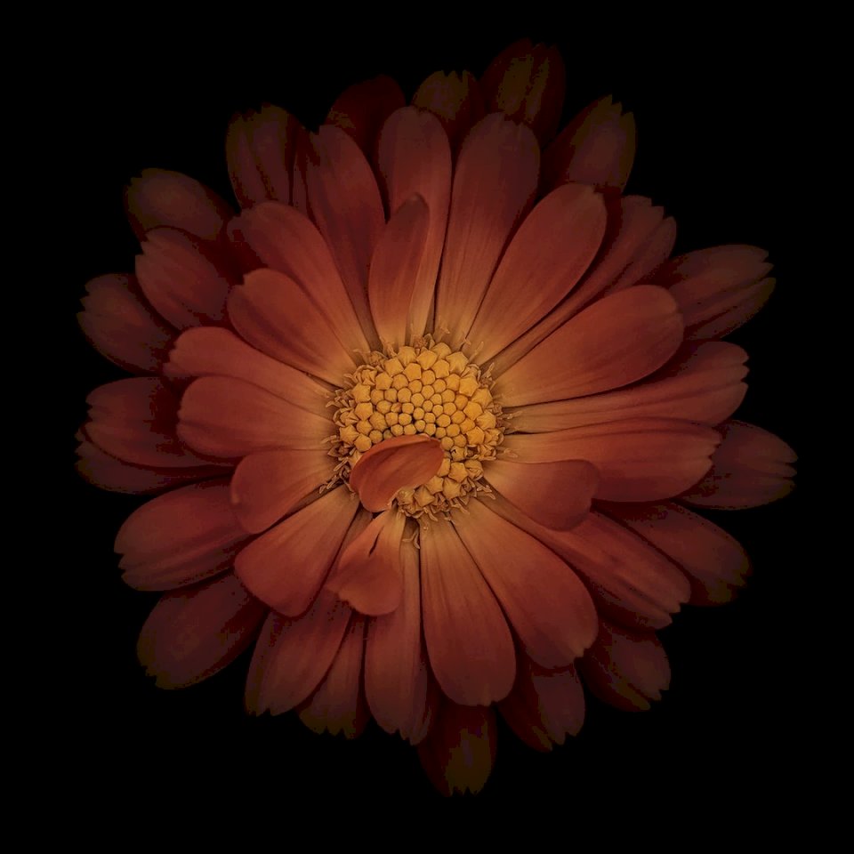 Faszinierende Blumenwelt Online-Puzzle