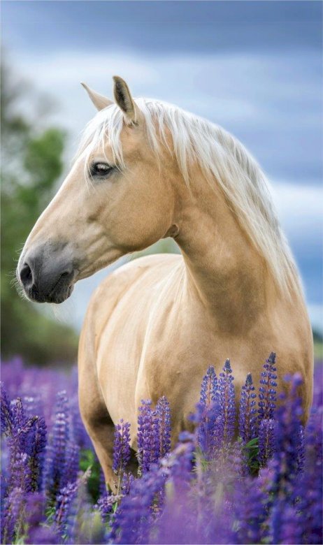 Ez egy ló online puzzle
