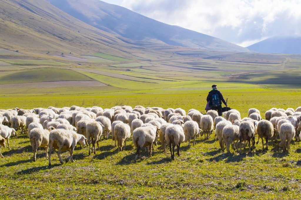 Herder en schapen legpuzzel online