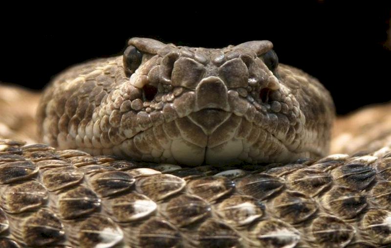 Víbora zigzag - una especie de serpiente venenosa de la familia rompecabezas en línea
