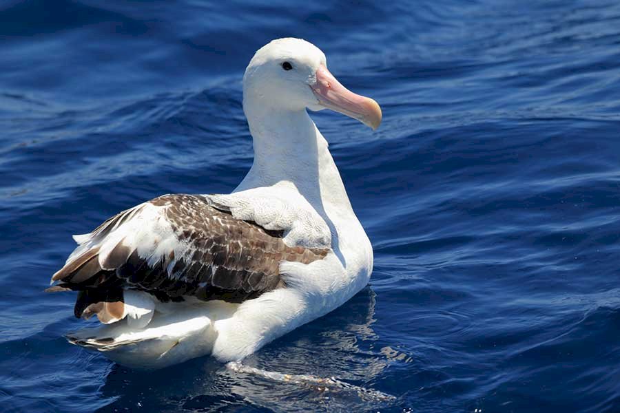 Rătăcind Albatros jigsaw puzzle online