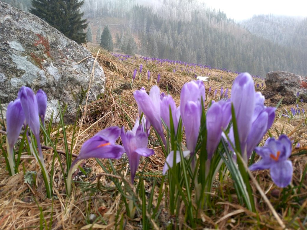 crocuses from the Chochołowska Valley jigsaw puzzle online