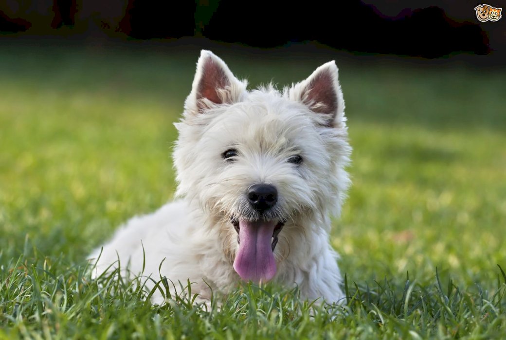 Hund på gräset Pussel online