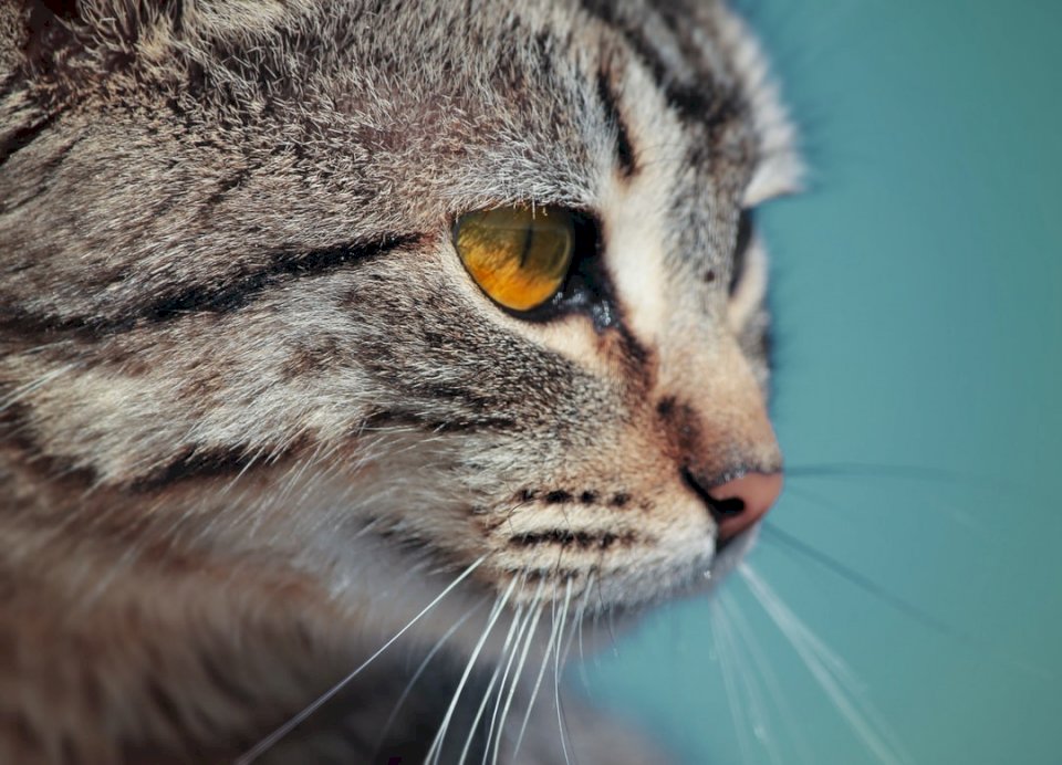 Olho de gato dourado quebra-cabeças online