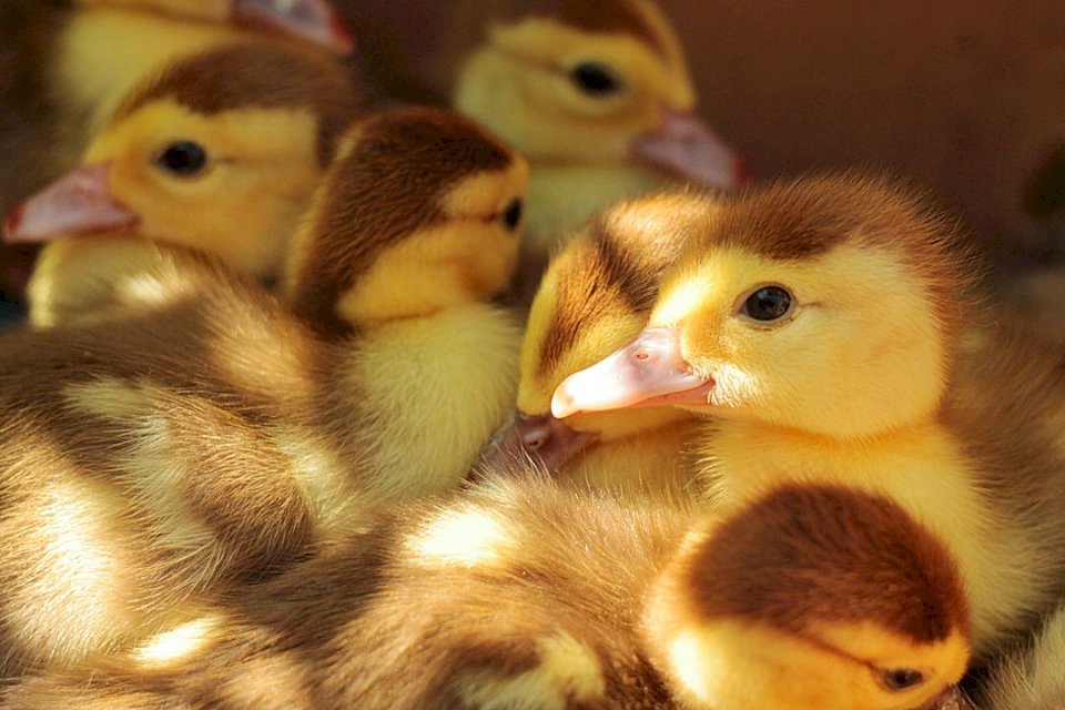 Duckling chicks jigsaw puzzle online