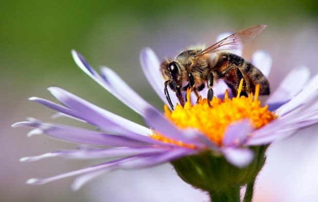 бджолина комаха онлайн пазл