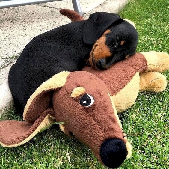 Dachshund and his comforter online puzzle