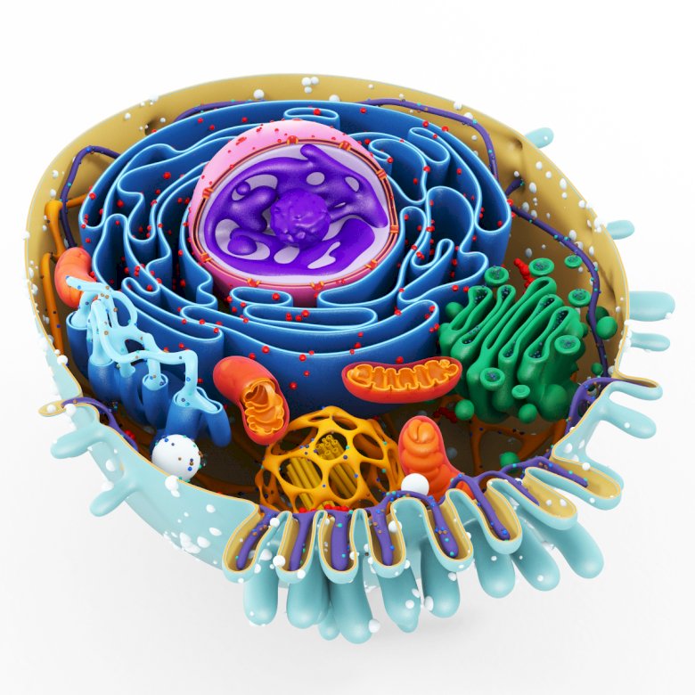 ANIMAL CELL online puzzle