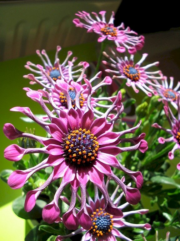 Красиво цвете. онлайн пъзел