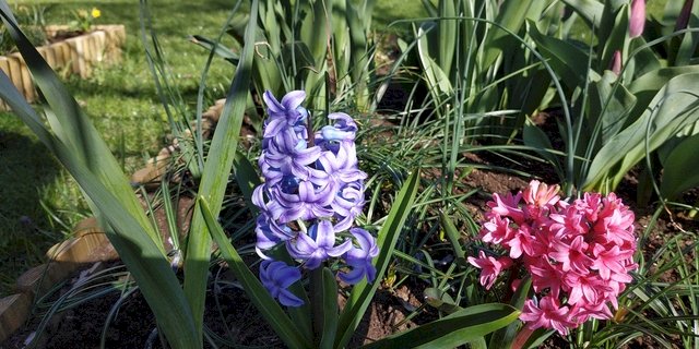 Šťastný Hyacint skládačky online