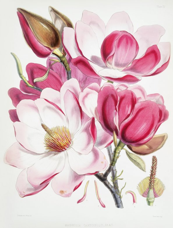 Erstaunliche Magnolienblume Puzzlespiel online