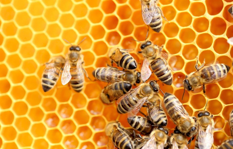 Пчела пазл онлайн