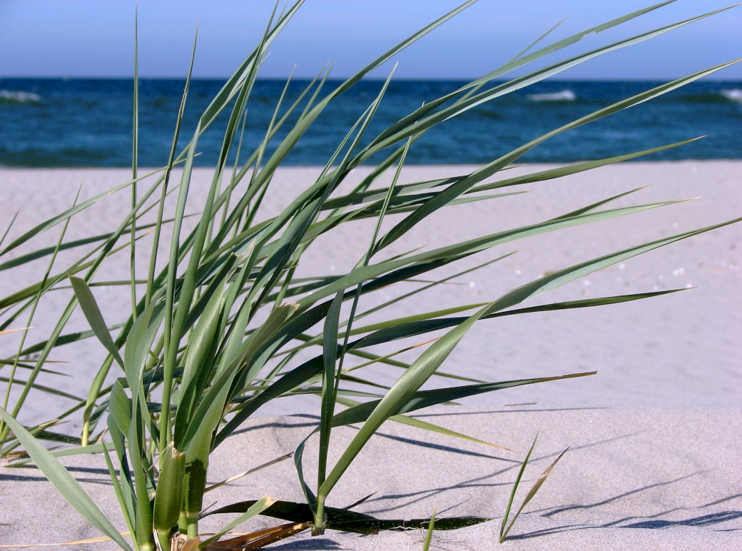 Rostlina duny skládačky online