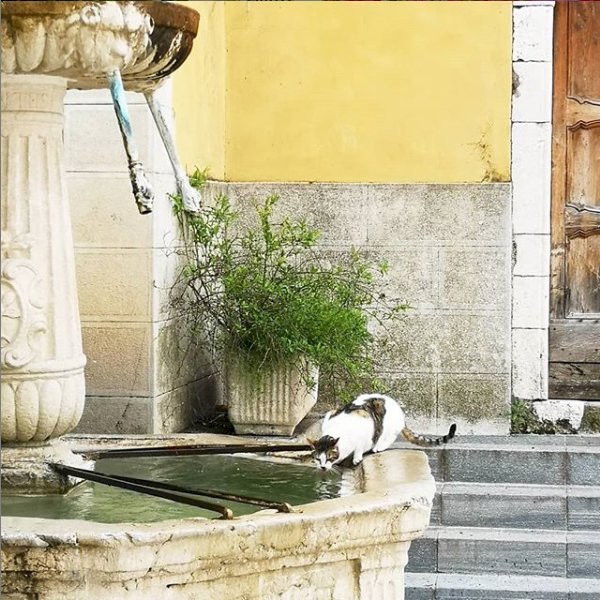 Котката, която пие пред фонтана онлайн пъзел