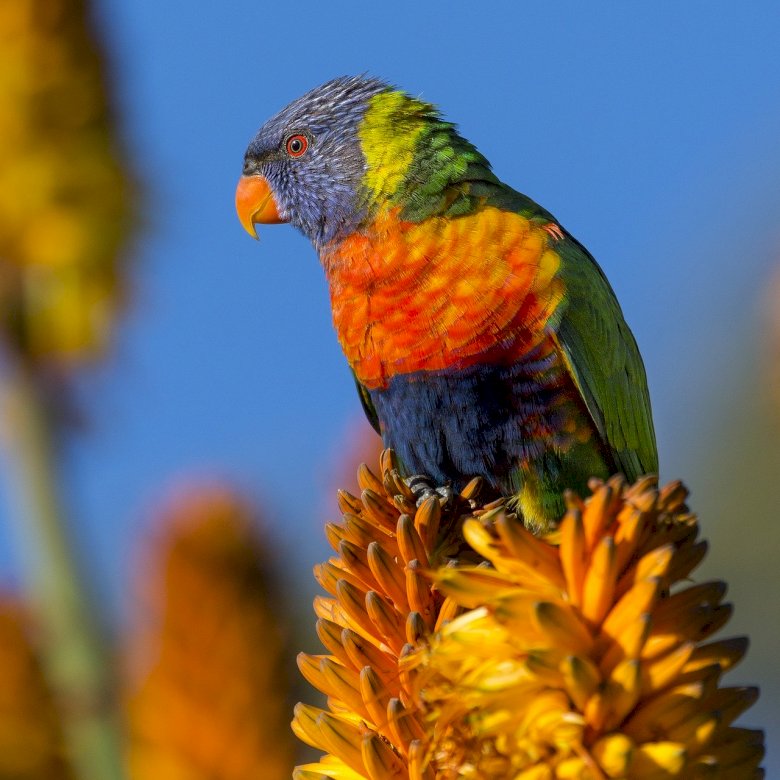 Красочный попугай на ветке пазл онлайн