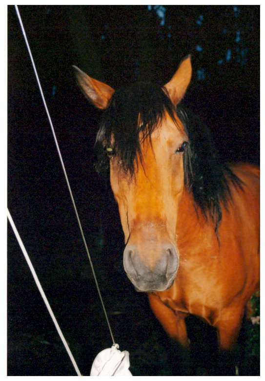 cavallo mustang dal mio stallone puzzle online