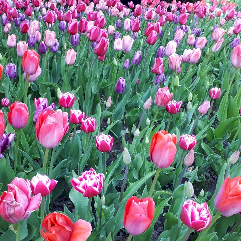 Tulipánok a fellegváron kirakós online