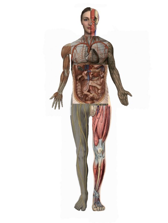 Anatomía del cuerpo de la cubierta rompecabezas en línea