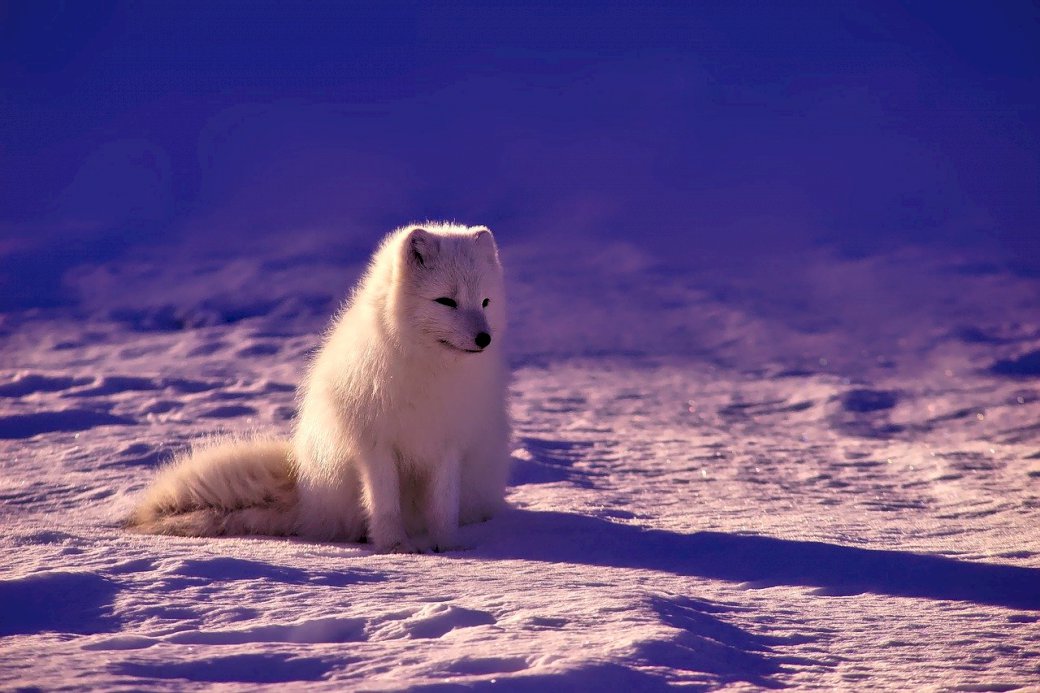 Бял вълк в снега онлайн пъзел