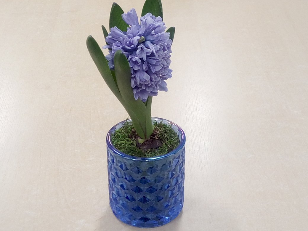 hyacint i en kruka pussel på nätet