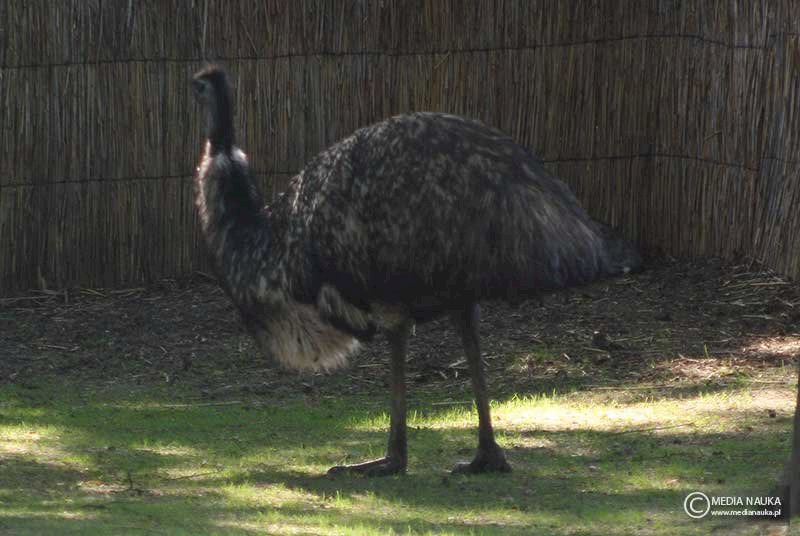 Emu (Dromaiidae) puzzle en ligne