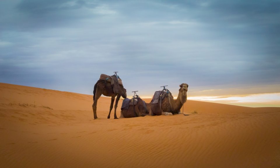 3 καμήλες παζλ online
