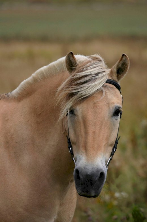 Кокетливая лошадь онлайн-пазл