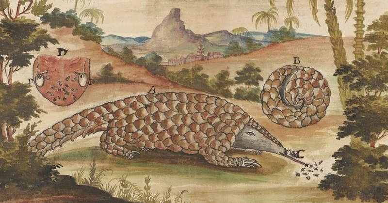 Discover the pangolin jigsaw puzzle online