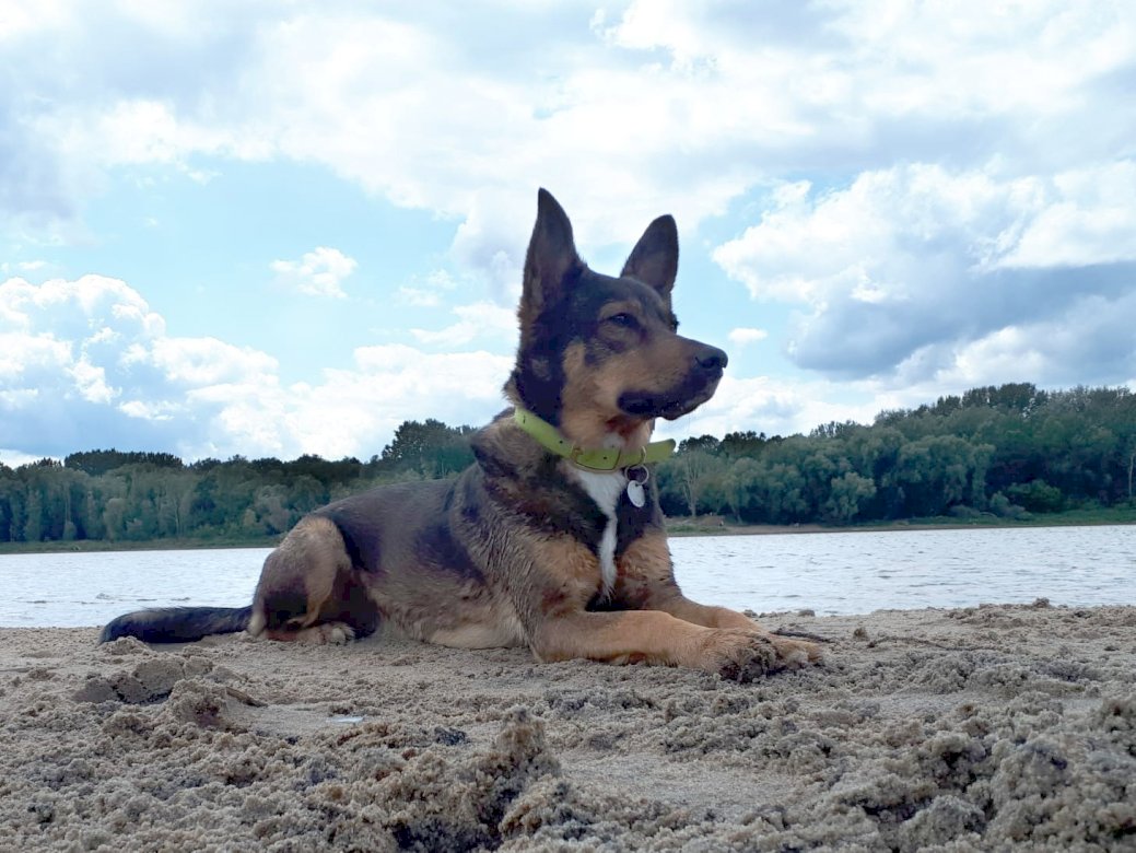 Alsatian hund på Vistula pussel på nätet
