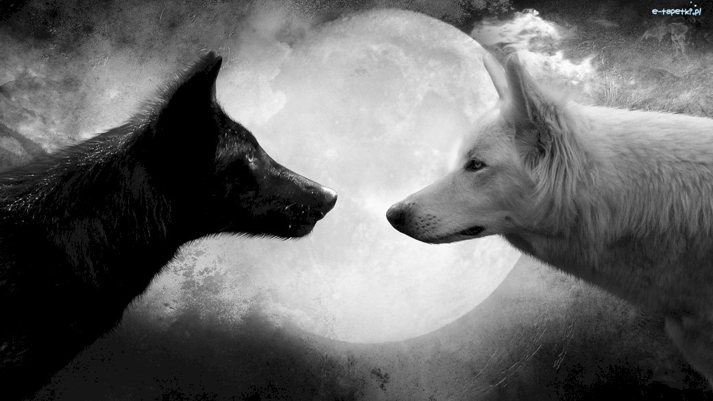White wolf and Black wolf jigsaw puzzle online
