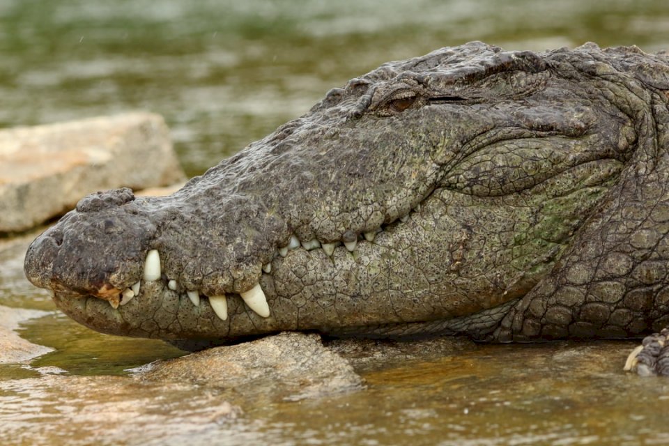 Krokodil närbild - Marsh Pussel online