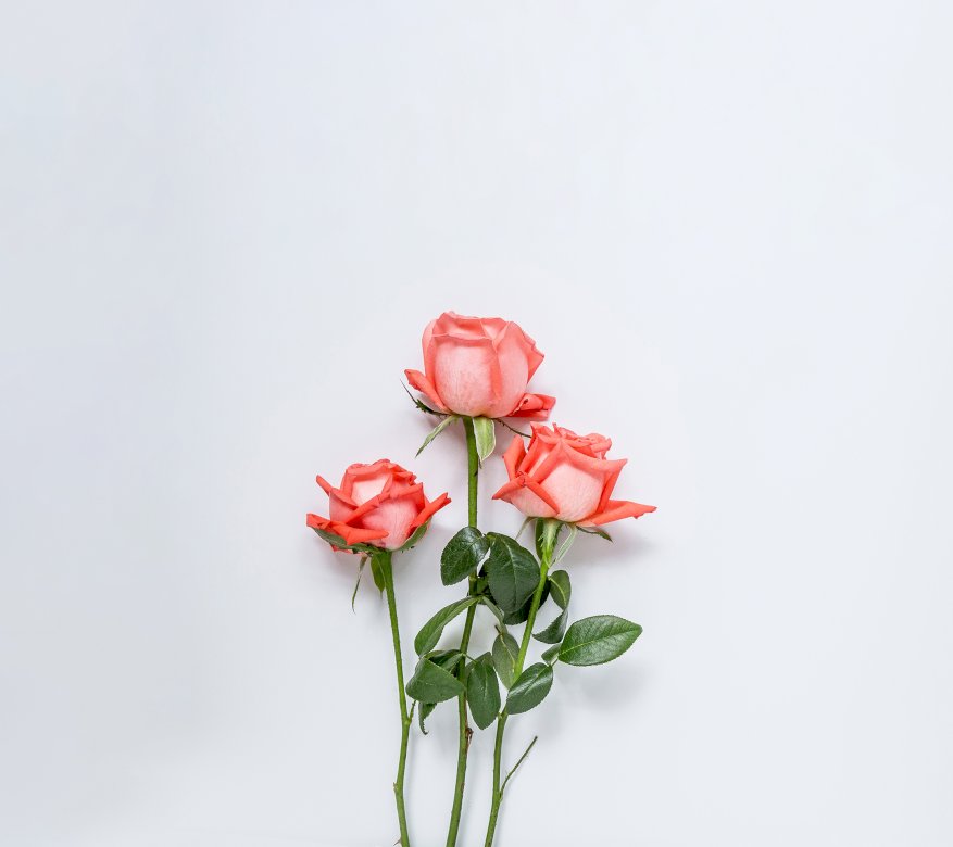 Красиви рози онлайн пъзел