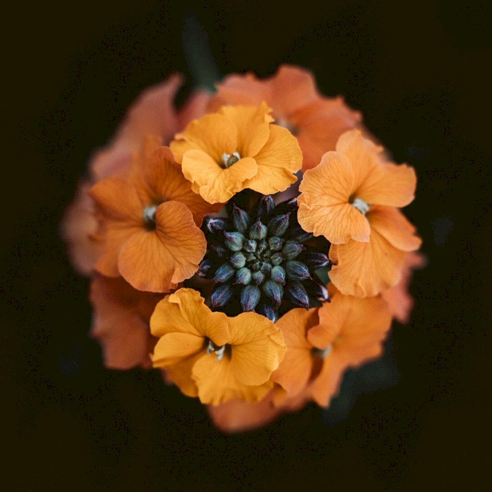 Närbild av en orange blomma Pussel online