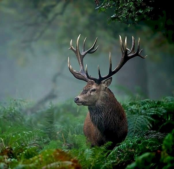 jelen v lese skládačky online
