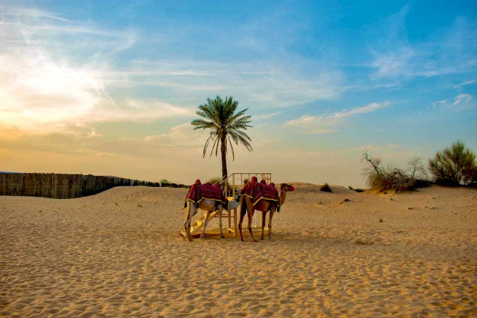 Καμήλες, φύση online παζλ