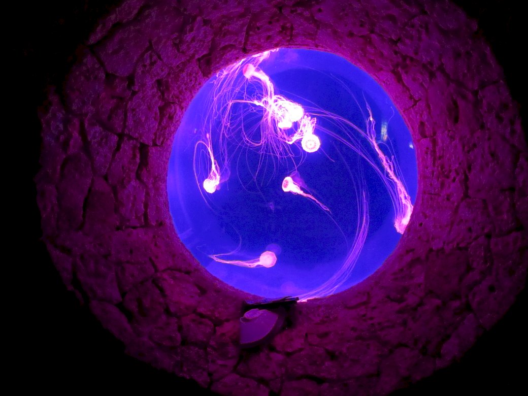 Medúza v noci skládačky online