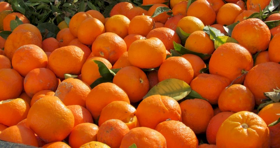 Горькие апельсины с деревьев пазл онлайн