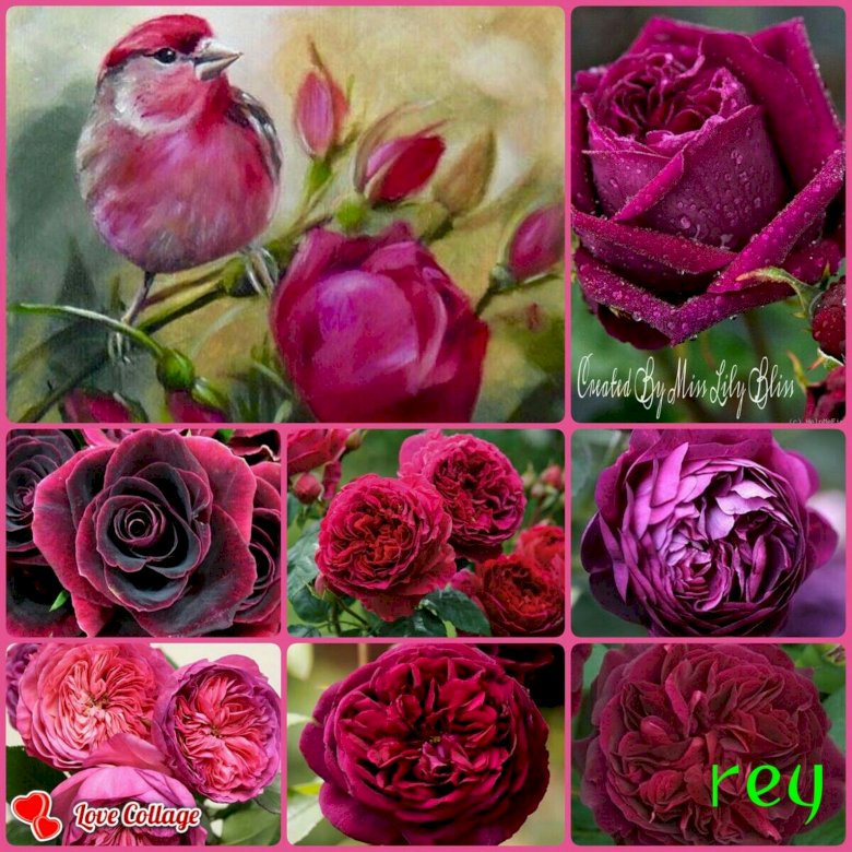 Beautiful roses online puzzle