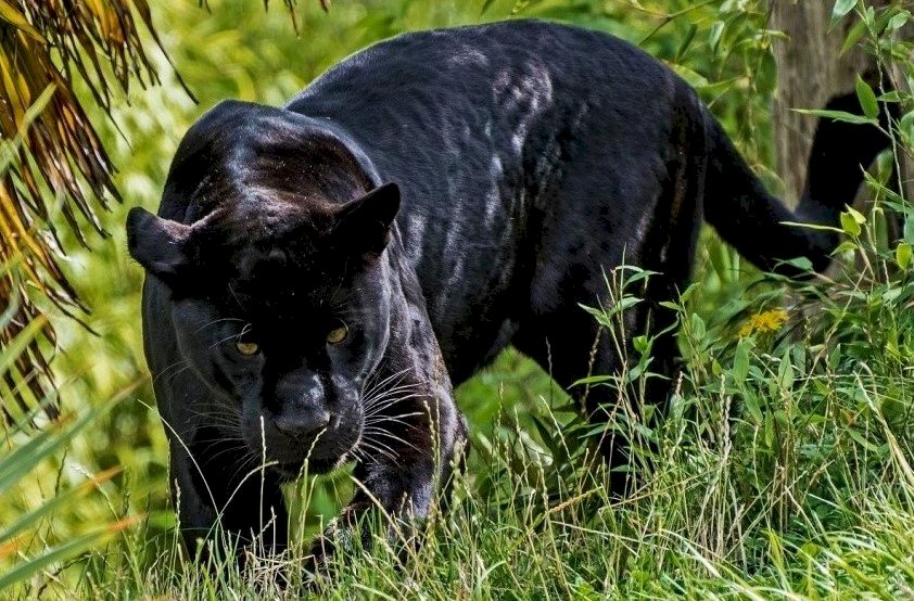 Black Panther jigsaw puzzle online